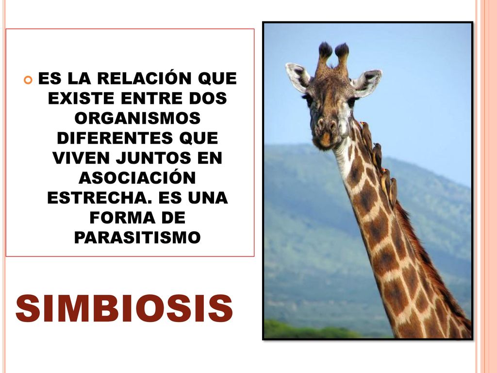 ES LA RELACIÓN QUE EXISTE ENTRE DOS ORGANISMOS DIFERENTES QUE VIVEN JUNTOS EN ASOCIACIÓN ESTRECHA. ES UNA FORMA DE PARASITISMO