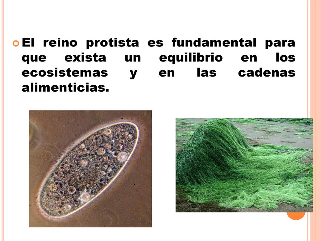 El reino protista es fundamental para que exista un equilibrio en los ecosistemas y en las cadenas alimenticias.