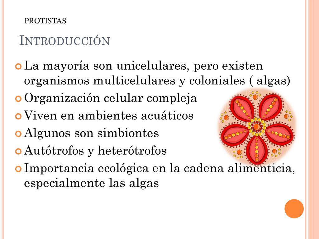 Introducción PROTISTAS. La mayoría son unicelulares, pero existen organismos multicelulares y coloniales ( algas)