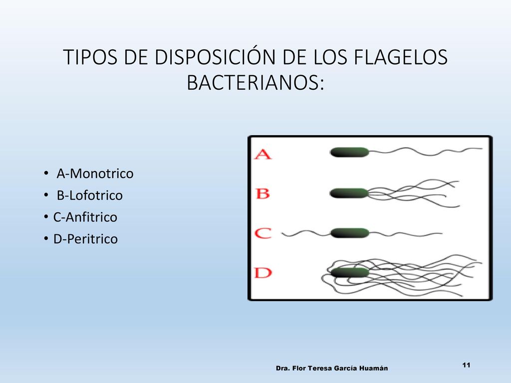 TIPOS DE DISPOSICIÓN DE LOS FLAGELOS BACTERIANOS: