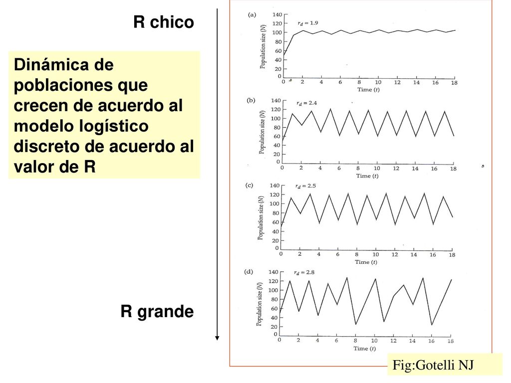 R chico Dinámica de poblaciones que crecen de acuerdo al modelo logístico discreto de acuerdo al valor de R.