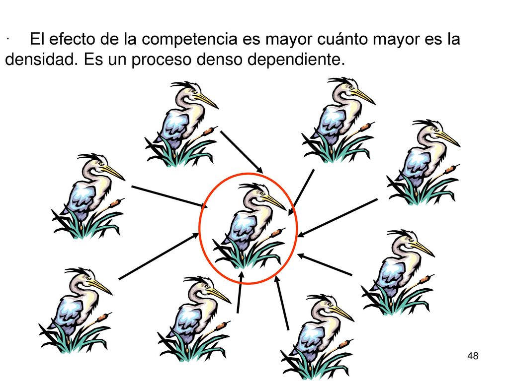 · El efecto de la competencia es mayor cuánto mayor es la densidad