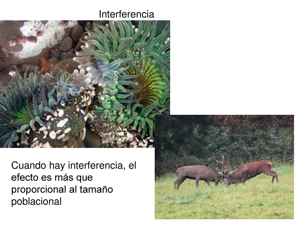 Interferencia Cuando hay interferencia, el efecto es más que proporcional al tamaño poblacional