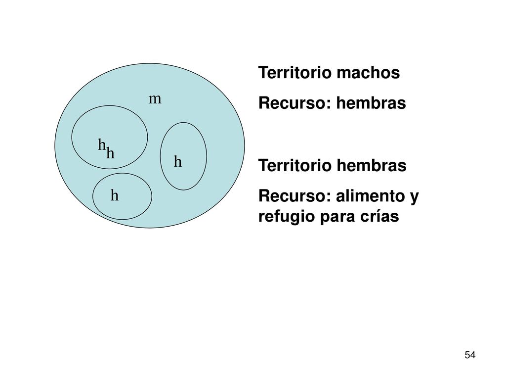 Territorio machos Recurso: hembras. m. h. h. h. Territorio hembras. Recurso: alimento y refugio para crías.
