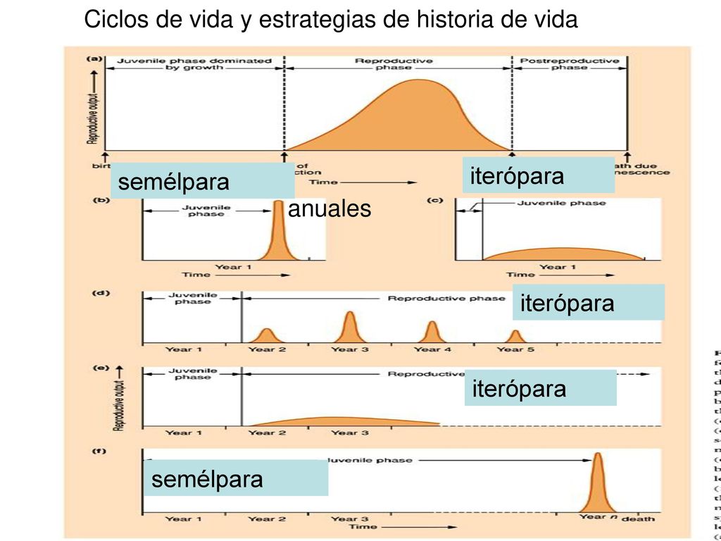Ciclos de vida y estrategias de historia de vida