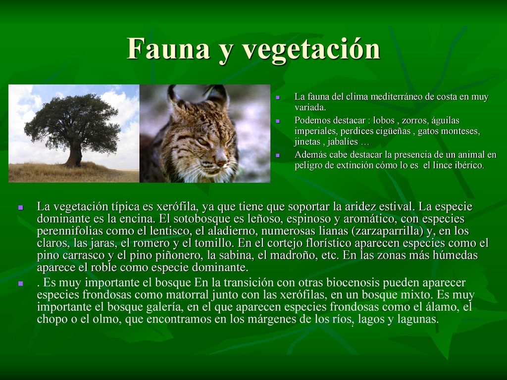 Fauna y vegetación La fauna del clima mediterráneo de costa en muy variada.