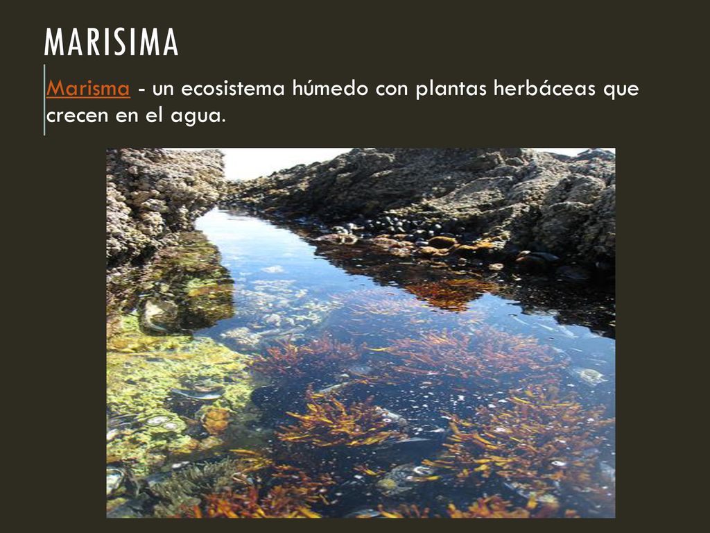 Marisima Marisma - un ecosistema húmedo con plantas herbáceas que crecen en el agua.