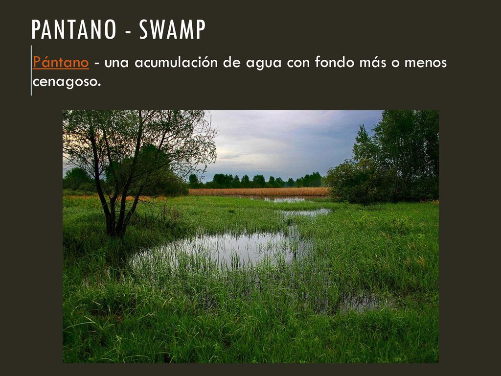 Pantano - swamp Pántano - una acumulación de agua con fondo más o menos cenagoso.