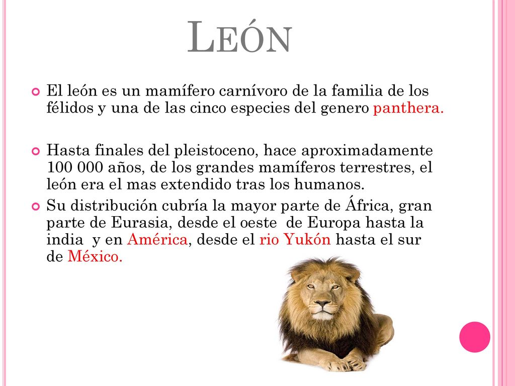 León El león es un mamífero carnívoro de la familia de los félidos y una de las cinco especies del genero panthera.