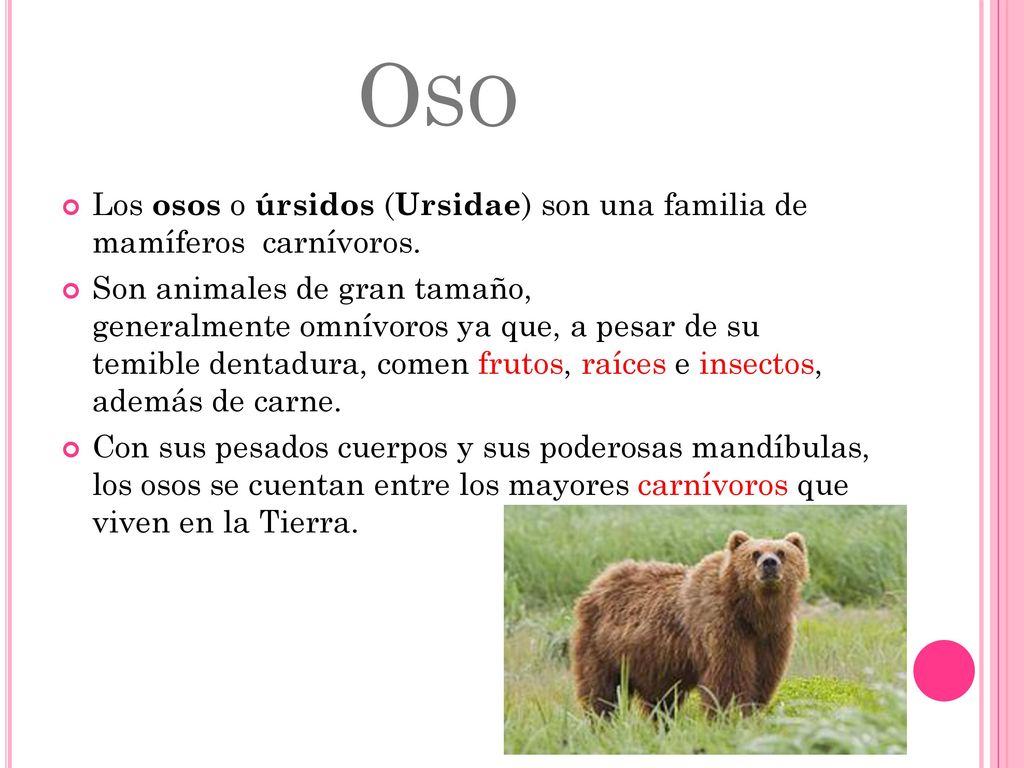 Oso Los osos o úrsidos (Ursidae) son una familia de mamíferos carnívoros.