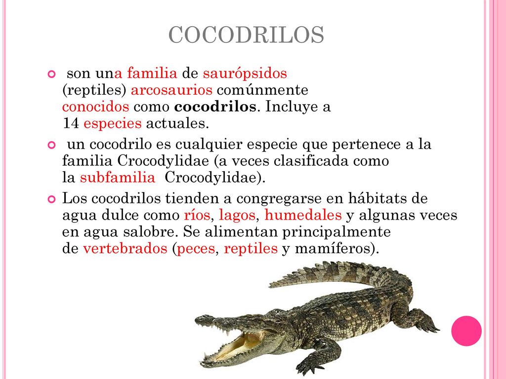 cocodrilos son una familia de saurópsidos (reptiles) arcosaurios comúnmente conocidos como cocodrilos. Incluye a 14 especies actuales.