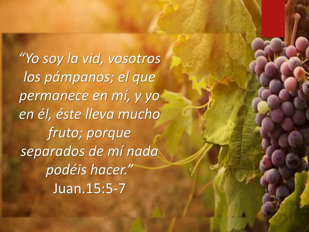 Yo soy la vid, vosotros los pámpanos; el que permanece en mí, y yo en él, éste lleva mucho fruto; porque separados de mí nada podéis hacer. Juan.15:5-7