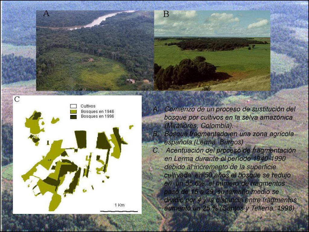 Comienzo de un proceso de sustitución del bosque por cultivos en la selva amazónica (Miraflores, Colombia).