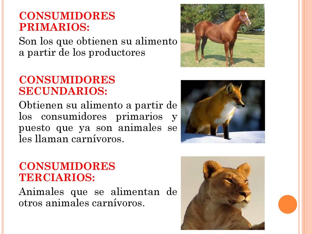 CONSUMIDORES PRIMARIOS: Son los que obtienen su alimento a partir de los productores CONSUMIDORES SECUNDARIOS: Obtienen su alimento a partir de los consumidores primarios y puesto que ya son animales se les llaman carnívoros.