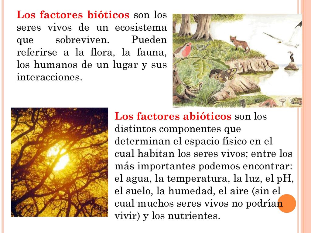Los factores bióticos son los seres vivos de un ecosistema que sobreviven. Pueden referirse a la flora, la fauna, los humanos de un lugar y sus interacciones.