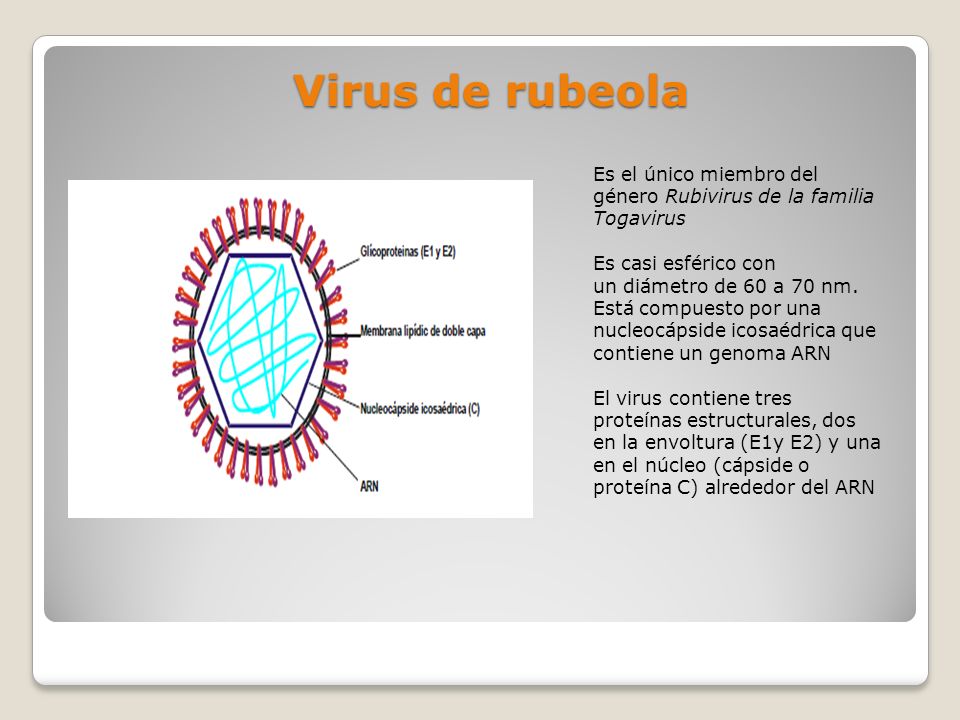 Virus de rubeola Es el único miembro del género Rubivirus de la familia Togavirus. Es casi esférico con.
