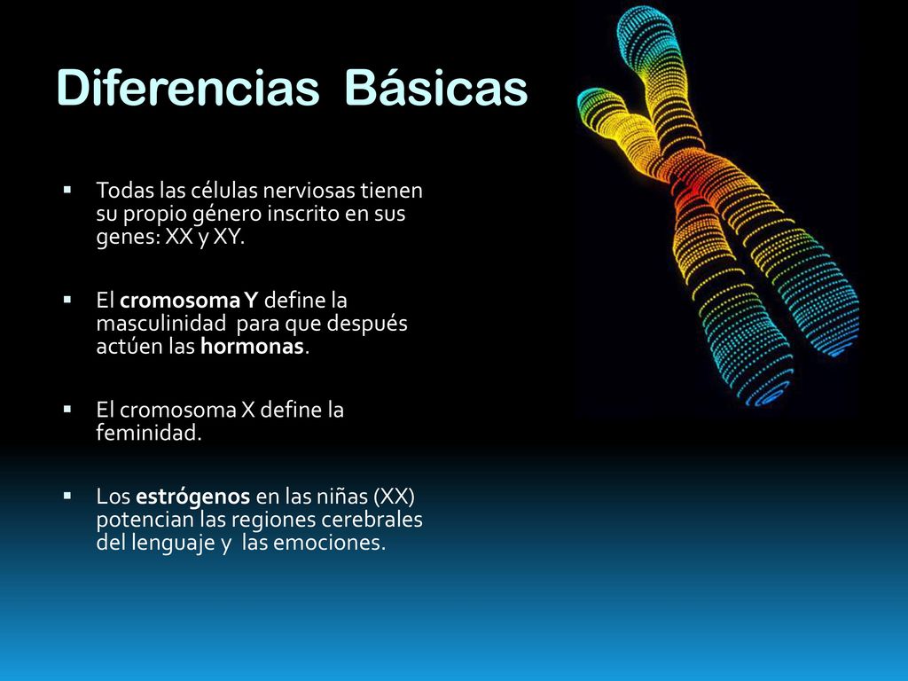 Diferencias Básicas Todas las células nerviosas tienen su propio género inscrito en sus genes: XX y XY.