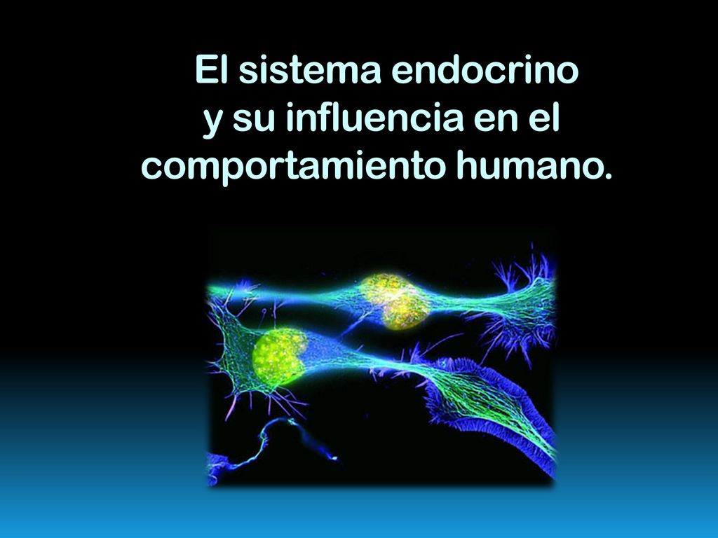 El sistema endocrino y su influencia en el comportamiento humano.