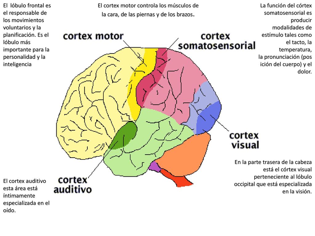 El lóbulo frontal es el responsable de los movimientos voluntarios y la planificación. Es el lóbulo más importante para la personalidad y la inteligencia
