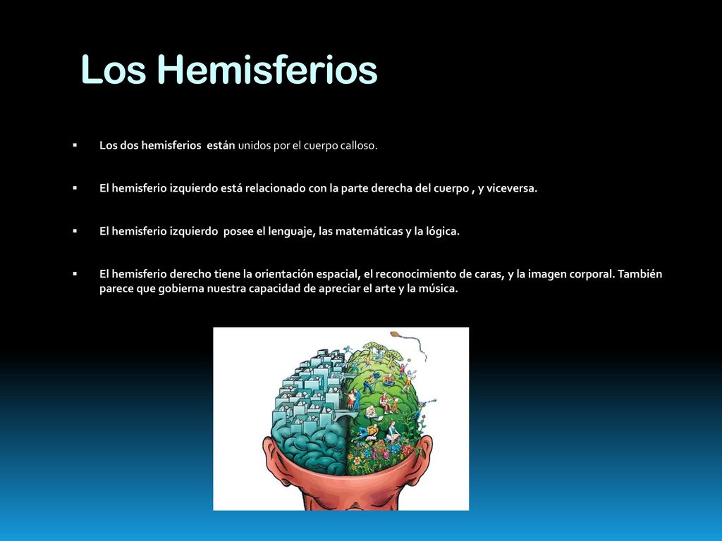 Los Hemisferios Los dos hemisferios están unidos por el cuerpo calloso.
