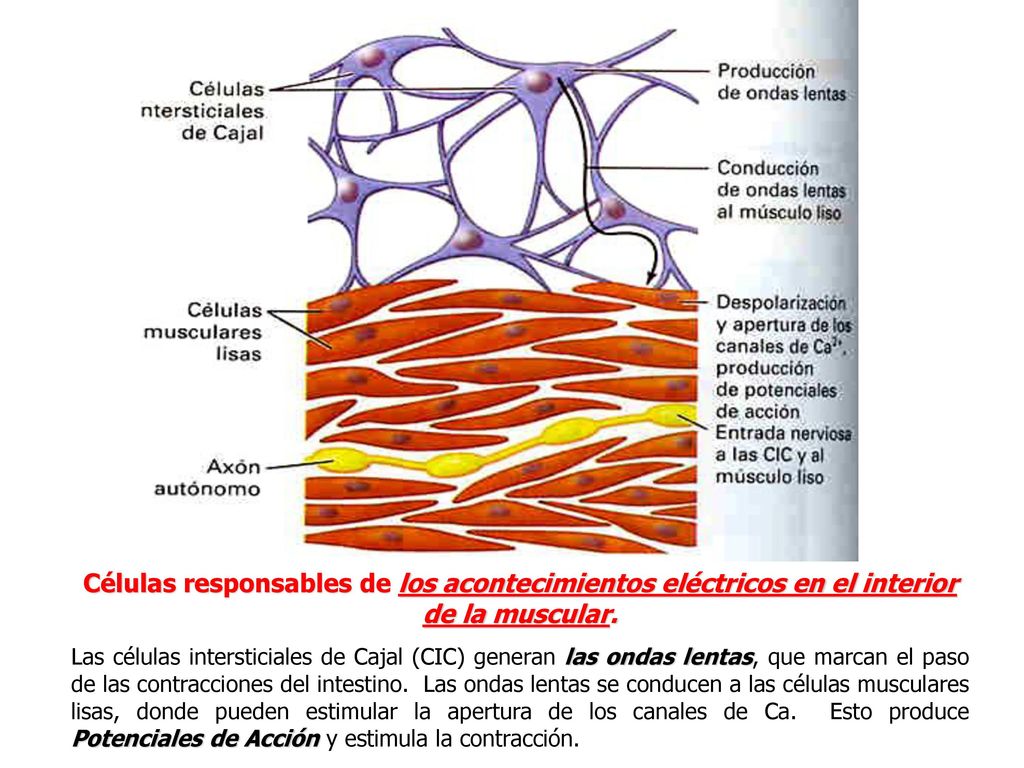 Células responsables de los acontecimientos eléctricos en el interior de la muscular.