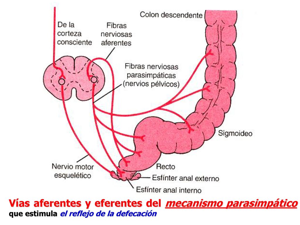 Vías aferentes y eferentes del mecanismo parasimpático que estimula el reflejo de la defecación