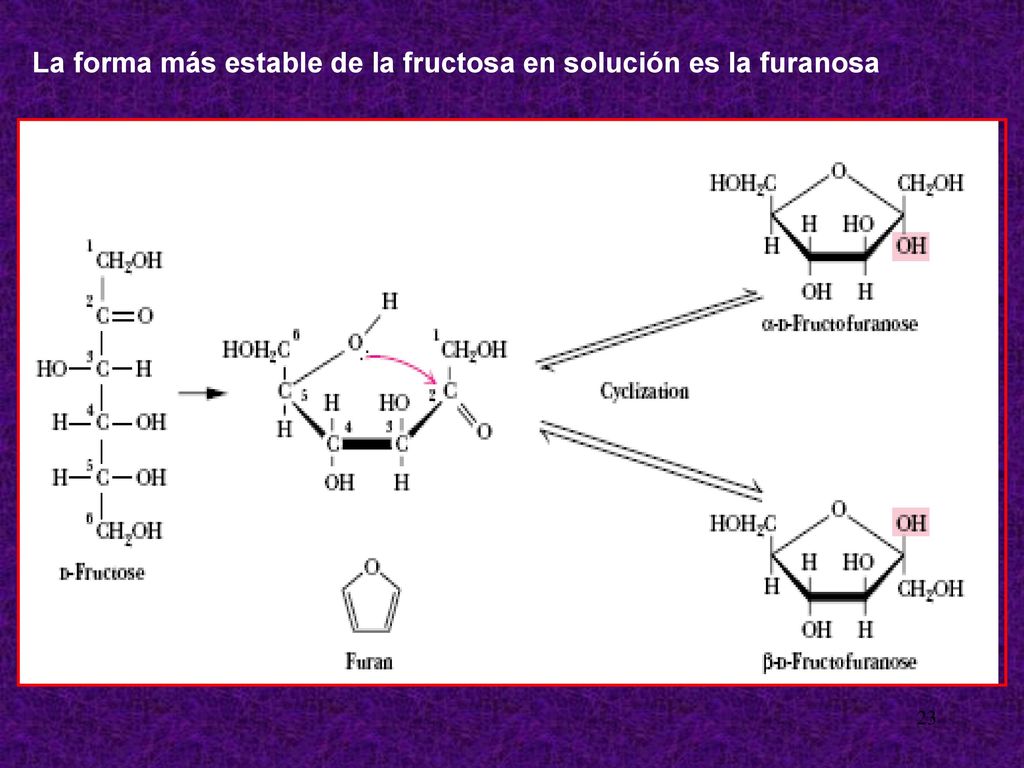 La forma más estable de la fructosa en solución es la furanosa