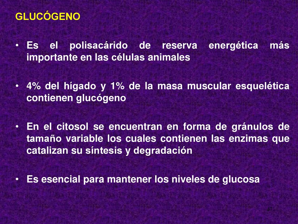 GLUCÓGENO Es el polisacárido de reserva energética más importante en las células animales.