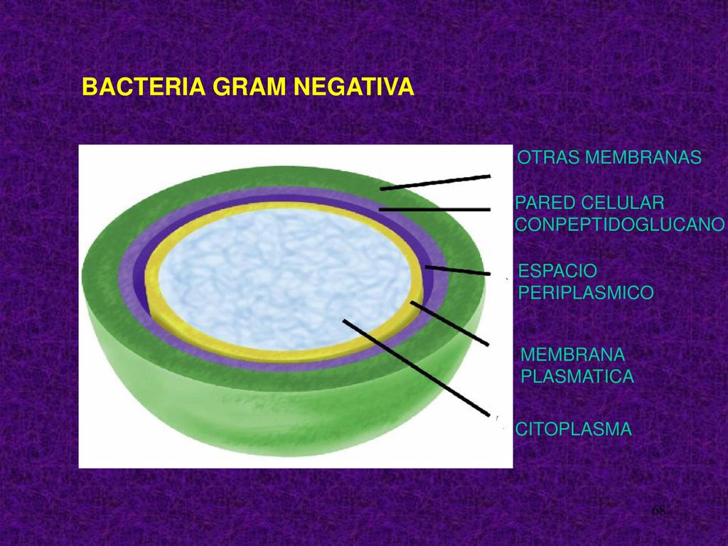 BACTERIA GRAM NEGATIVA