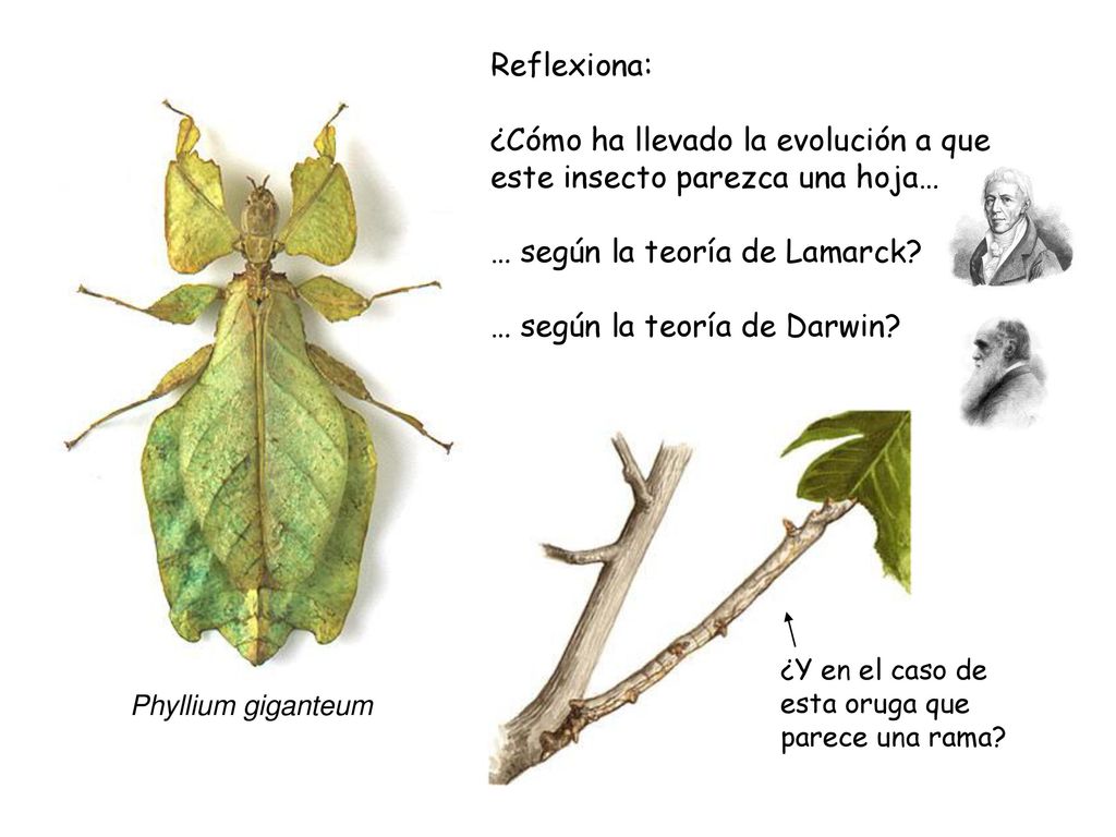 ¿Cómo ha llevado la evolución a que este insecto parezca una hoja…