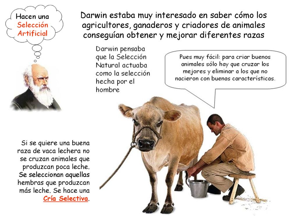 Darwin estaba muy interesado en saber cómo los agricultores, ganaderos y criadores de animales conseguían obtener y mejorar diferentes razas