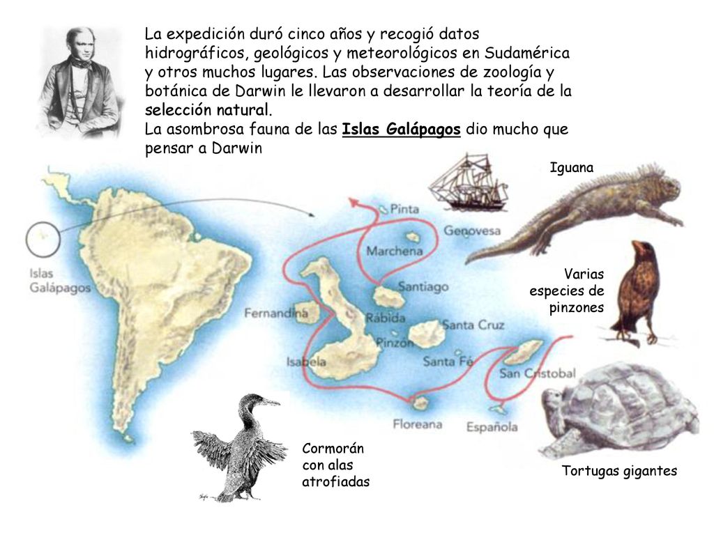 La expedición duró cinco años y recogió datos hidrográficos, geológicos y meteorológicos en Sudamérica y otros muchos lugares. Las observaciones de zoología y botánica de Darwin le llevaron a desarrollar la teoría de la selección natural. La asombrosa fauna de las Islas Galápagos dio mucho que pensar a Darwin