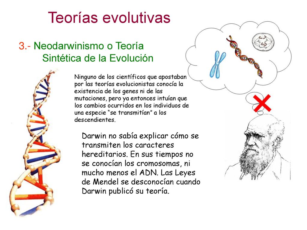 Teorías evolutivas 3.- Neodarwinismo o Teoría …….Sintética de la Evolución.