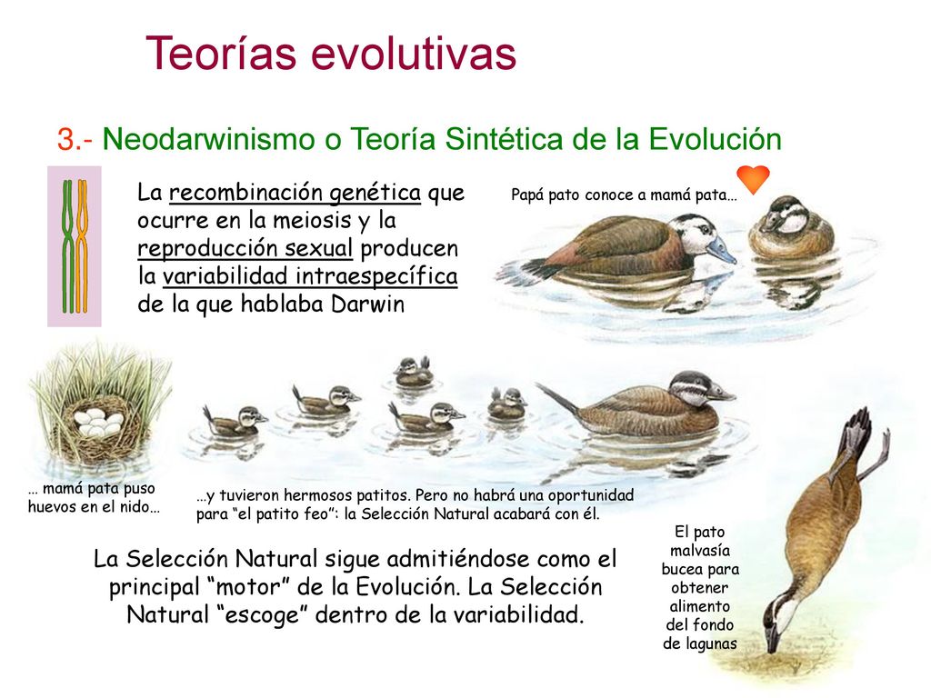El pato malvasía bucea para obtener alimento del fondo de lagunas