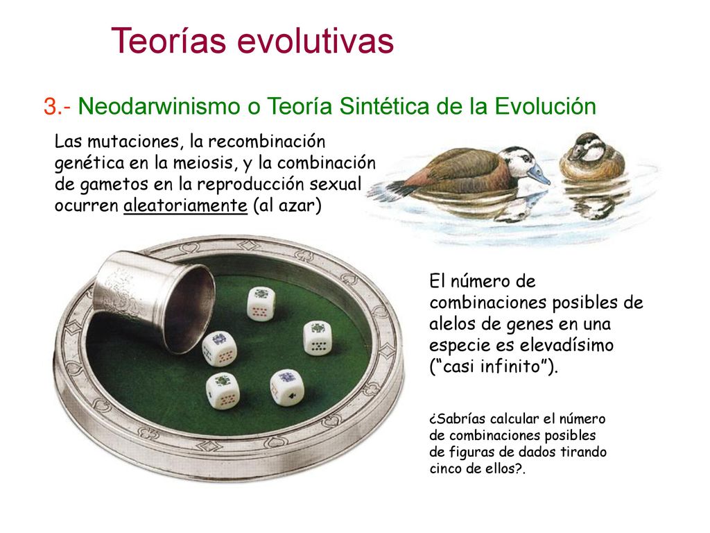 Teorías evolutivas 3.- Neodarwinismo o Teoría Sintética de la Evolución.
