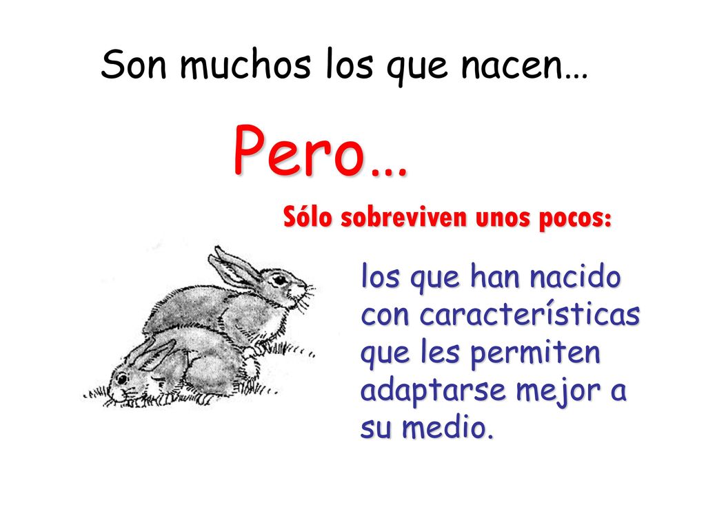 Pero… Son muchos los que nacen… Sólo sobreviven unos pocos: