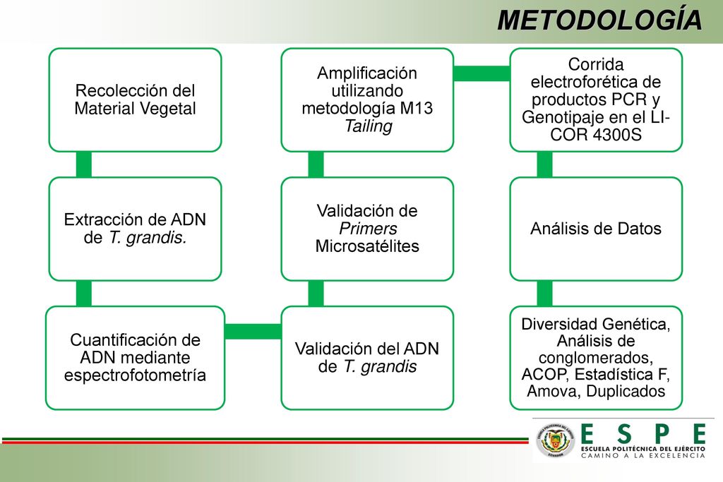 METODOLOGÍA Recolección del Material Vegetal. Extracción de ADN de T. grandis. Cuantificación de ADN mediante espectrofotometría.