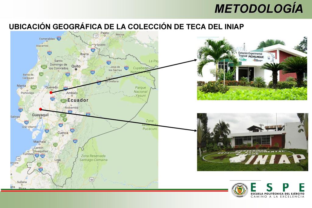 METODOLOGÍA UBICACIÓN GEOGRÁFICA DE LA COLECCIÓN DE TECA DEL INIAP