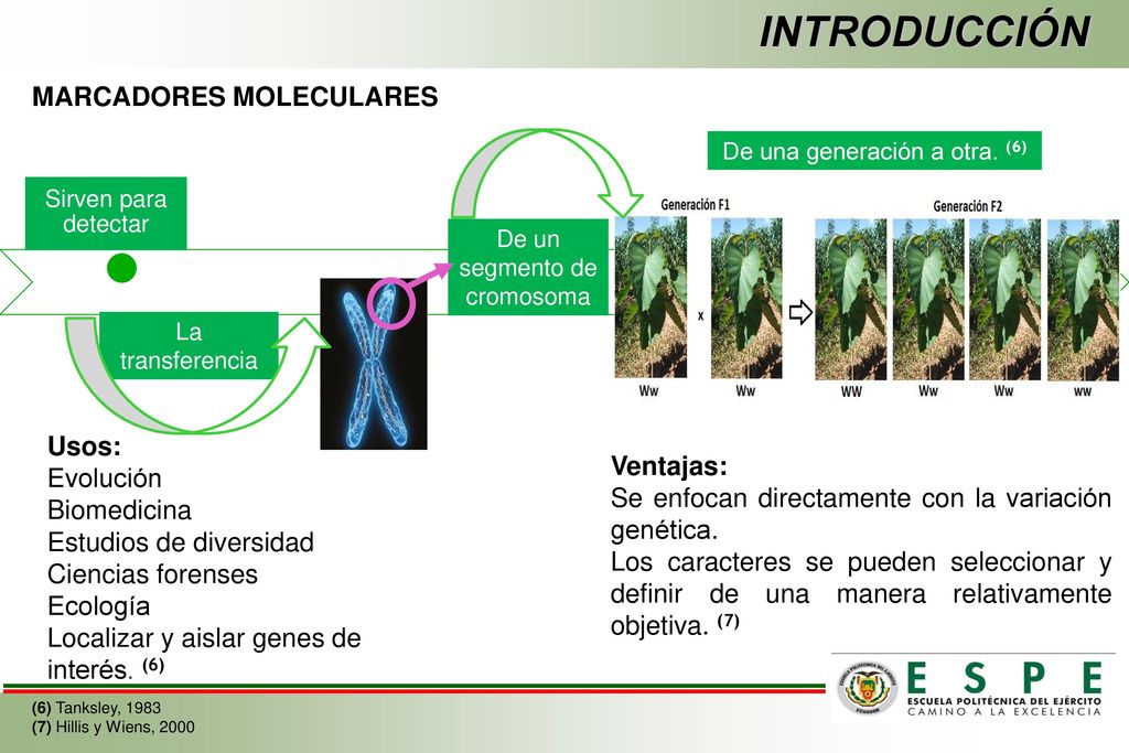 INTRODUCCIÓN MARCADORES MOLECULARES Usos: Evolución Ventajas: