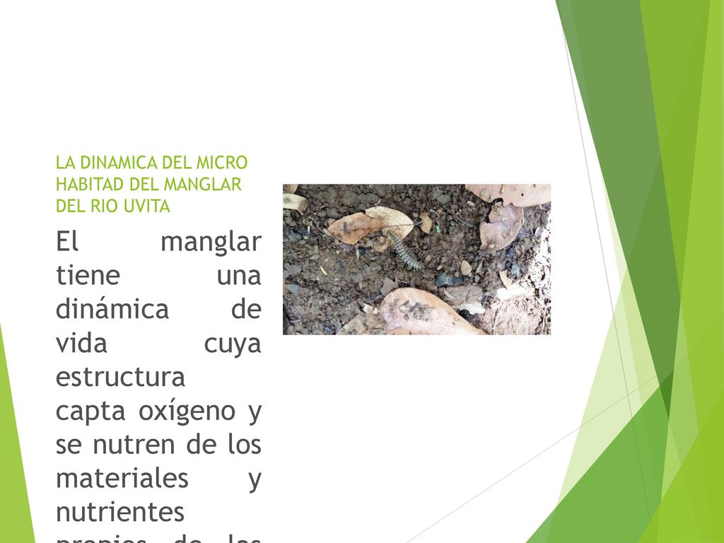 LA DINAMICA DEL MICRO HABITAD DEL MANGLAR DEL RIO UVITA
