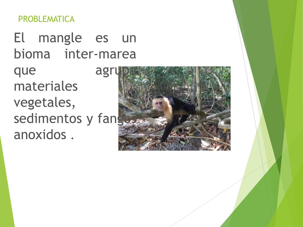 PROBLEMATICA El mangle es un bioma inter-marea que agrupa materiales vegetales, sedimentos y fangos anoxidos .