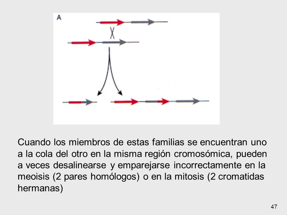 Cuando los miembros de estas familias se encuentran uno a la cola del otro en la misma región cromosómica, pueden a veces desalinearse y emparejarse incorrectamente en la meoisis (2 pares homólogos) o en la mitosis (2 cromatidas hermanas)