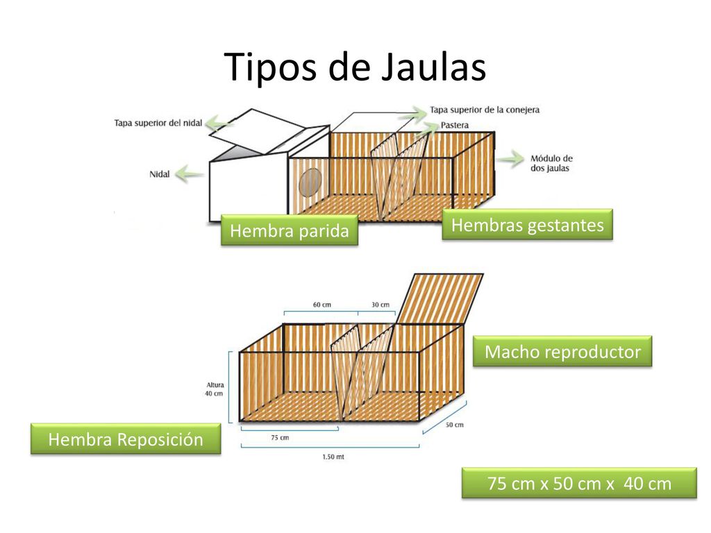 Tipos de Jaulas Hembras gestantes Hembra parida Macho reproductor
