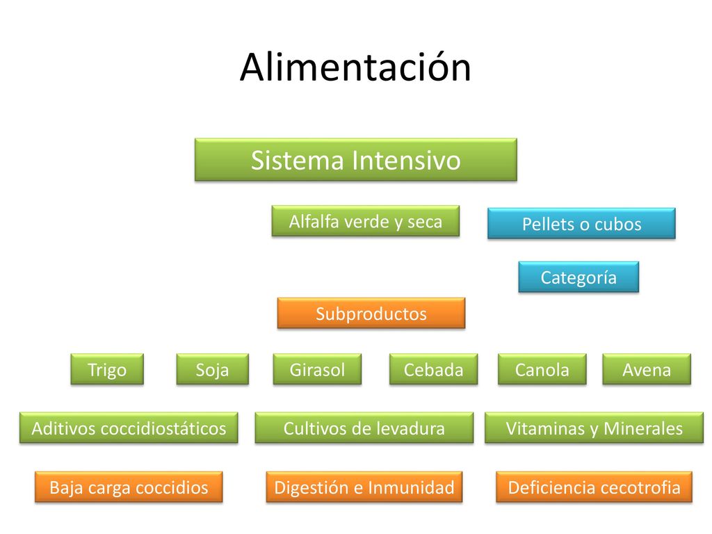 Alimentación Sistema Intensivo Alfalfa verde y seca Pellets o cubos