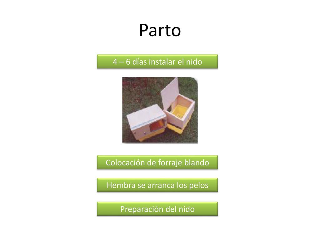 Parto 4 – 6 días instalar el nido Colocación de forraje blando