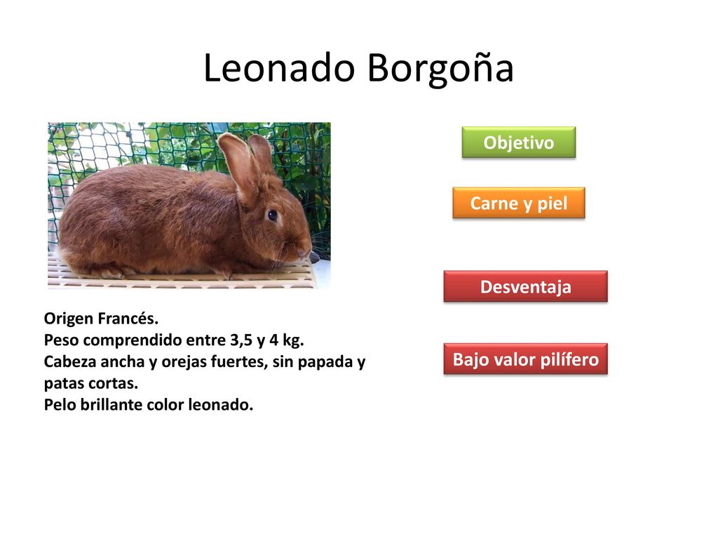 Leonado Borgoña Objetivo Carne y piel Desventaja Bajo valor pilífero
