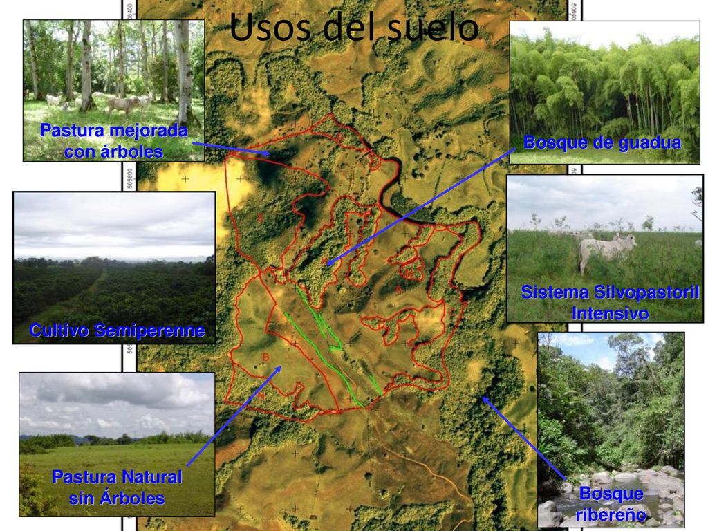 Usos del suelo Pastura mejorada con árboles Bosque de guadua