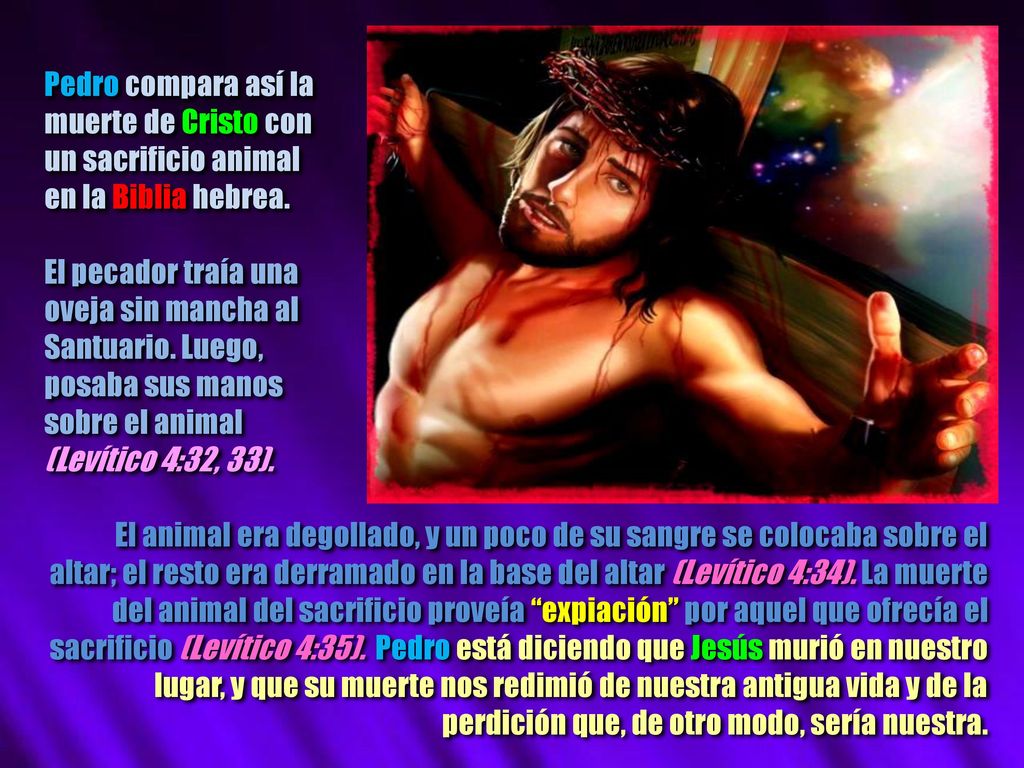Pedro compara así la muerte de Cristo con. un sacrificio animal. en la Biblia hebrea. El pecador traía una.