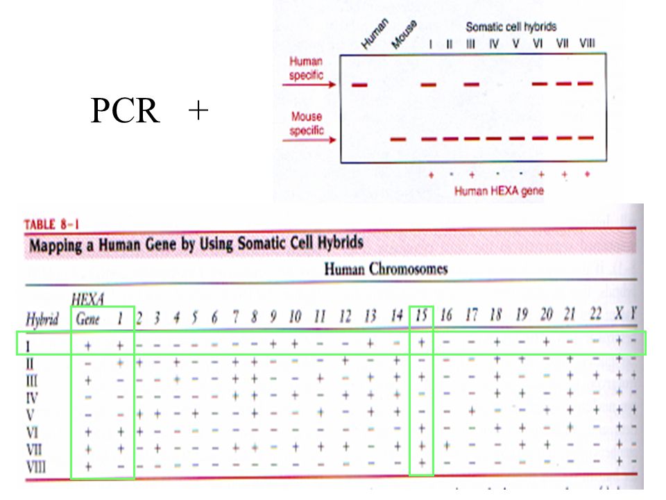 PCR + Importante determinar si el gen que se está expresando es del ratón o del Ho. 1-PCR para amplificar ambos.