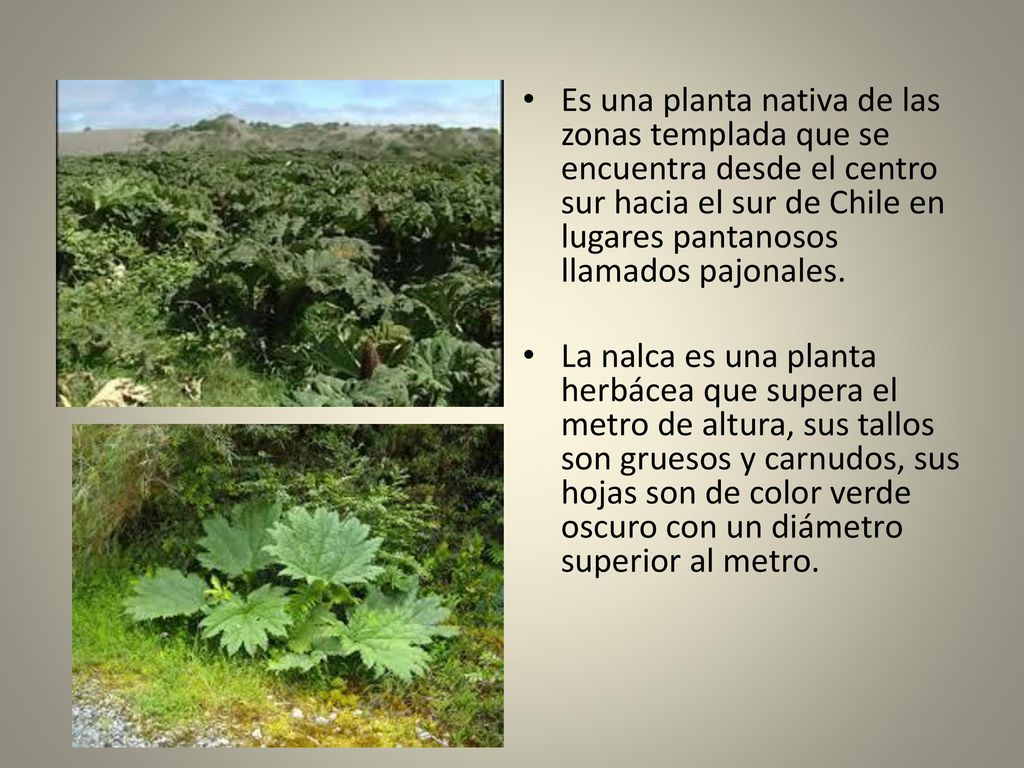 Es una planta nativa de las zonas templada que se encuentra desde el centro sur hacia el sur de Chile en lugares pantanosos llamados pajonales.